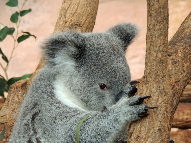Photo de Koala