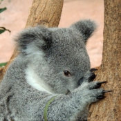 Fond d'écran avec photo de Koala