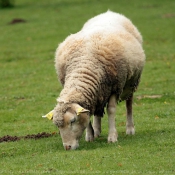 Fond d'cran avec photo de Mouton
