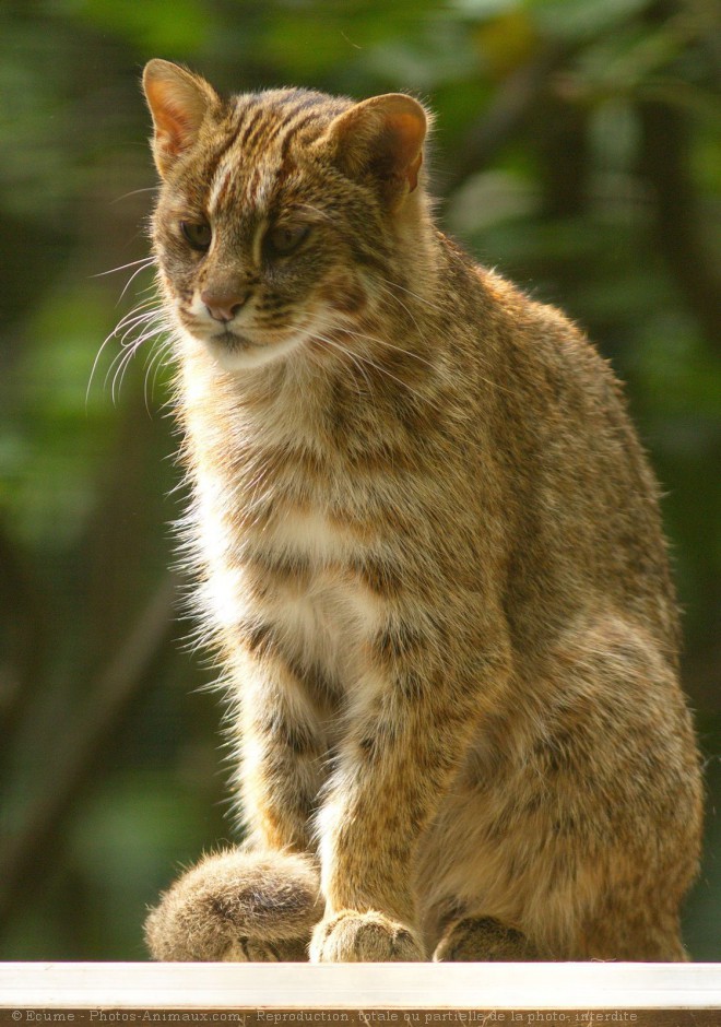 Photo de Chat lopard de sibrie