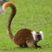 Fond d'cran avec photo de Lmurien - lmur macaco
