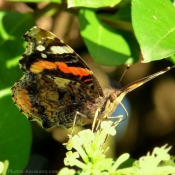 Fond d'cran avec photo de Papillon - vulcain
