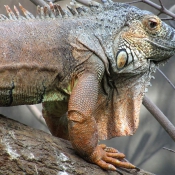 Fond d'cran avec photo d'Iguane