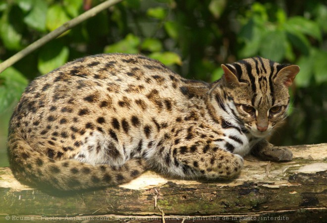 Photo de Chat lopard du bengale