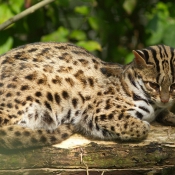 Photo de Chat léopard du bengale
