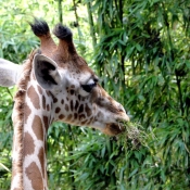 Fond d'cran avec photo de Girafe