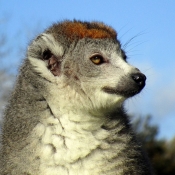 Photo de Lémurien - lémur couronné