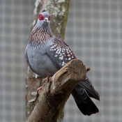 Fond d'cran avec photo de Pigeon - nouvelle-guine