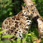 Fond d'cran avec photo de Chat lopard du bengale