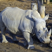 Photo de Rhinocéros