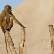 Fond d'cran avec photo de Singe - baboin