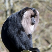 Fond d'cran avec photo de Singe - baboin