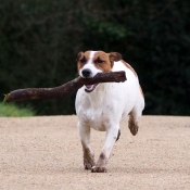 Fonds D Ecran Avec Des Photos De Jack Russell Terrier
