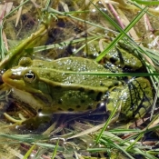 Fond d'cran avec photo de Grenouille - rainette verte