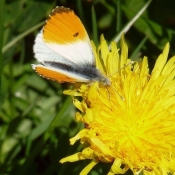 Fond d'cran avec photo de Papillon - l'aurore