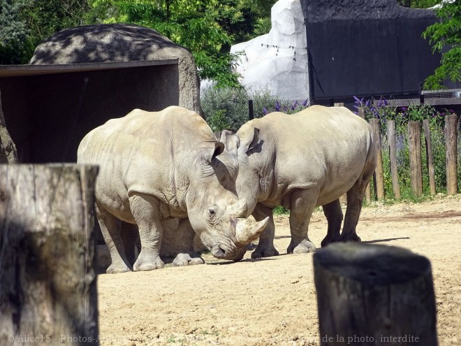 Photo de Rhinocros