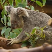 Fond d'cran avec photo de Koala