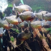 Fond d'cran avec photo de Poisson - piranha