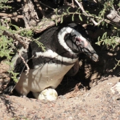 Fond d'cran avec photo de Pingouin