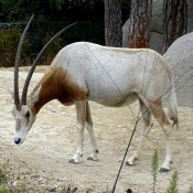 Photo d'Oryx