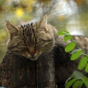 Fond d'cran avec photo de Chat sylvestre