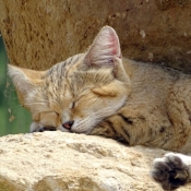 Photo de Chat des sables