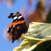 Fond d'cran avec photo de Papillon - vulcain
