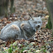 Fond d'cran avec photo de Lynx