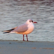 Photo de Mouette