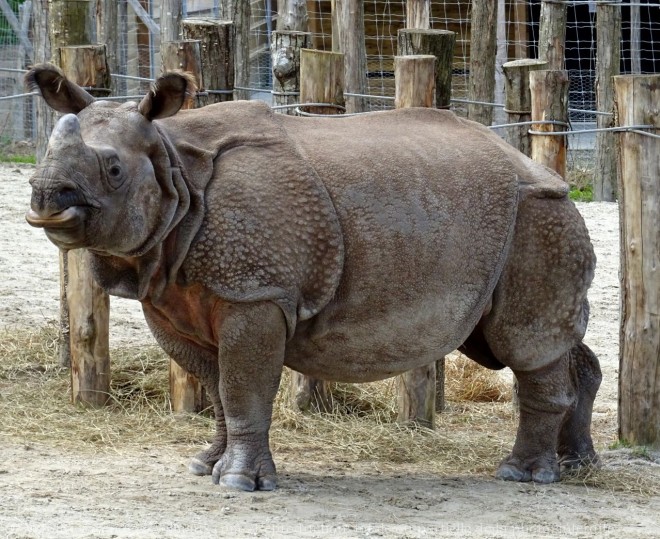 Photo de Rhinocros