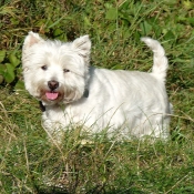 Fond d'écran avec photo de West highland white terrier