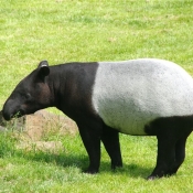 Fond d'cran avec photo de Tapir