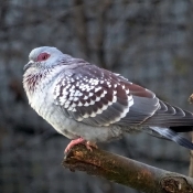 Fond d'cran avec photo de Pigeon - nouvelle-guine