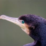 Fond d'cran avec photo de Grand cormoran