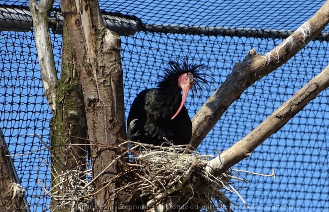 Photo d'Ibis chauve