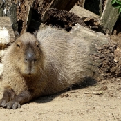Photo de Cabiai ou capybara