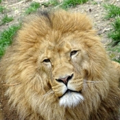 Photo de Lion