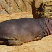 Fond d'écran avec photo de Hippopotame