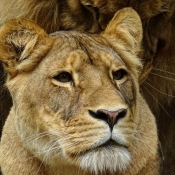Fond d'écran avec photo de Lion