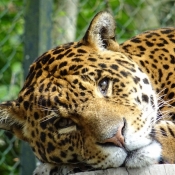 Fond d'écran avec photo de Jaguar