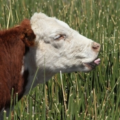Fond d'cran avec photo de Vache