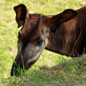 Fond d'cran avec photo d'Okapi