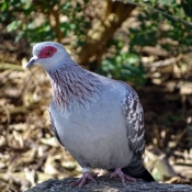 Photo de Pigeon - nouvelle-guine