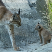 Fond d'cran avec photo de Lynx