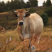 Fond d'cran avec photo de Vache - aubrac