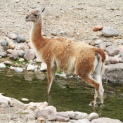 Fond d'cran avec photo de Lama
