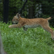 Photo de Lynx