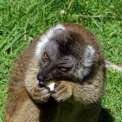 Fond d'cran avec photo de Lmurien - lmur macaco