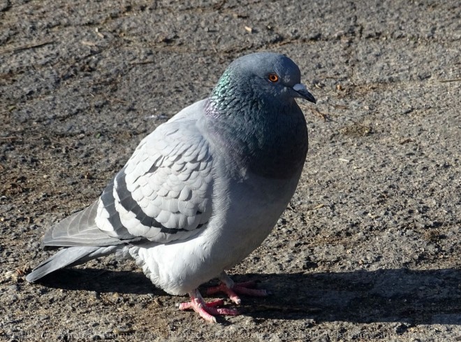 Photo de Pigeon