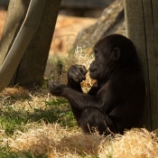Fond d'cran avec photo de Gorille